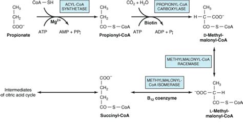 Beta oxidation of odd chain and unsaturated fatty .